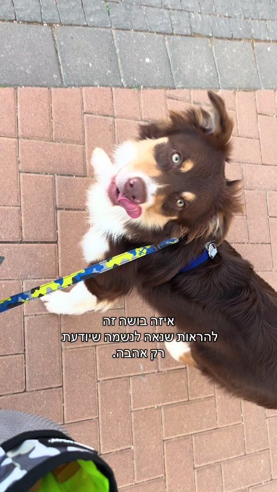 TikTok video thumbnail by ray_sun.the_aussie