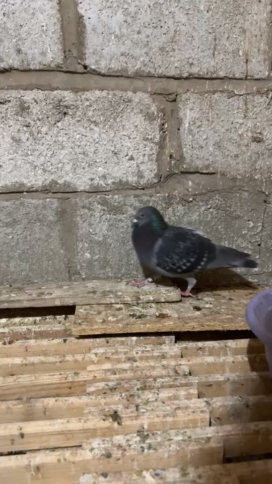 TikTok video thumbnail by energieloft