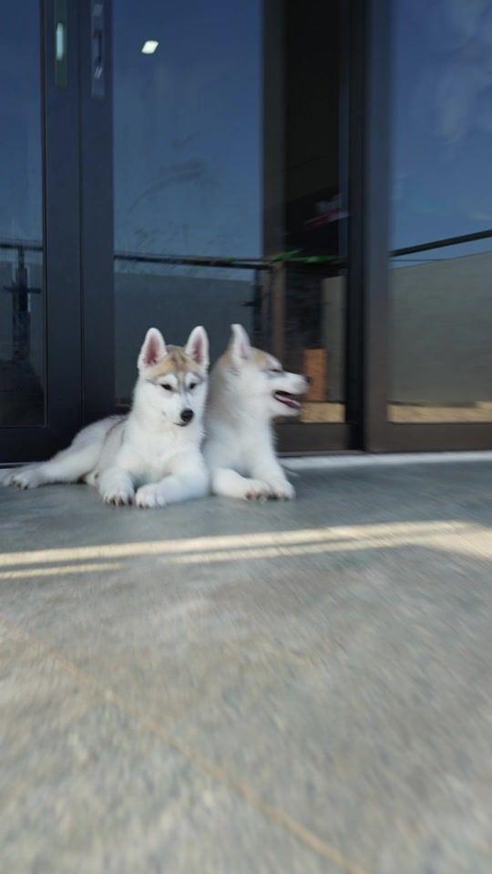 TikTok video thumbnail by huskyteerstv
