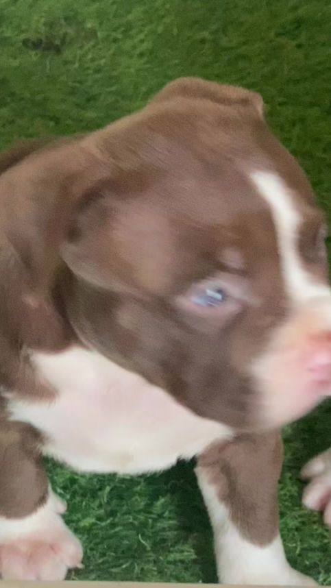 TikTok video thumbnail by lineelitekennel