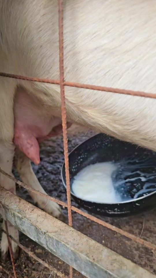 TikTok video thumbnail by harryacz