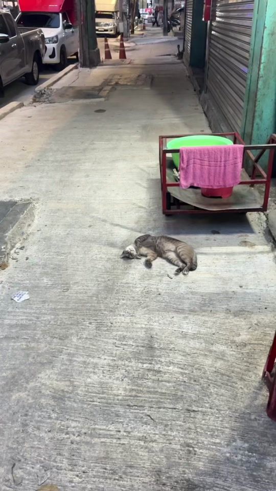 TikTok video thumbnail by tentchalatpol