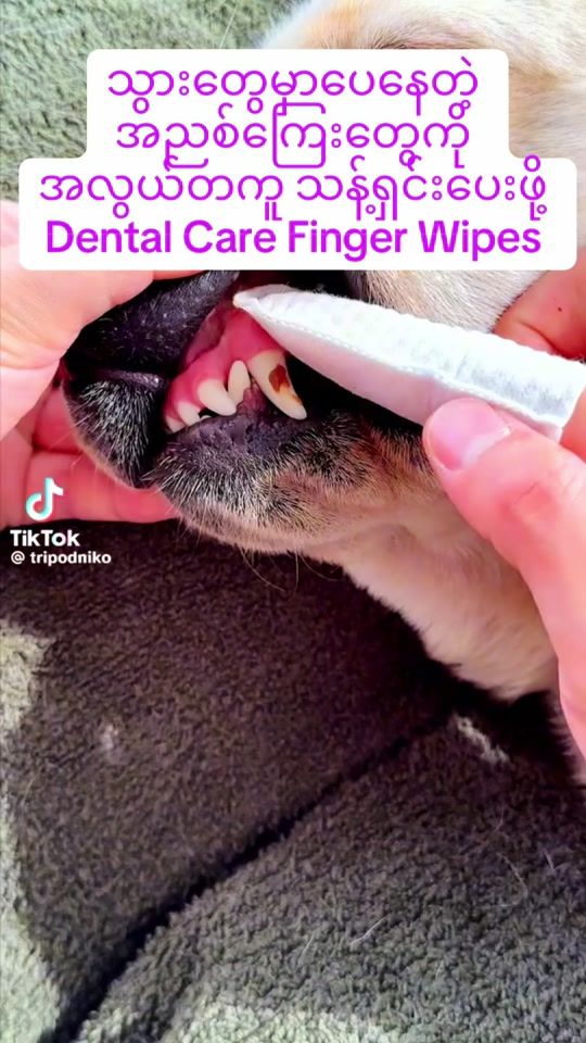 TikTok video thumbnail by sweettweetpetstore