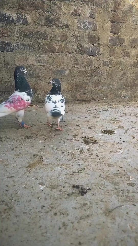 TikTok video thumbnail by birdslover040