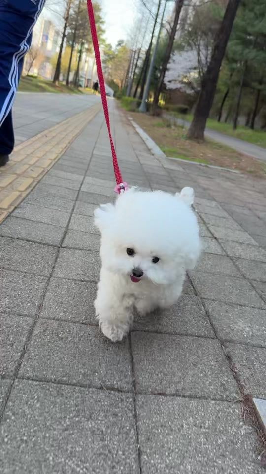 TikTok video thumbnail by ming9__mini