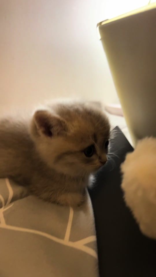 TikTok video thumbnail by rzzmd