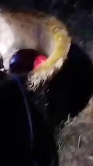 TikTok video thumbnail by slonim_live