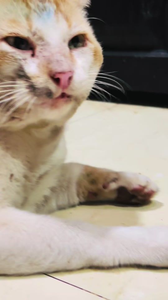 TikTok video thumbnail by __.tutuuu.__