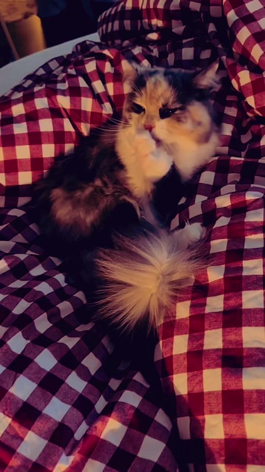 TikTok video thumbnail by bianca.bernad