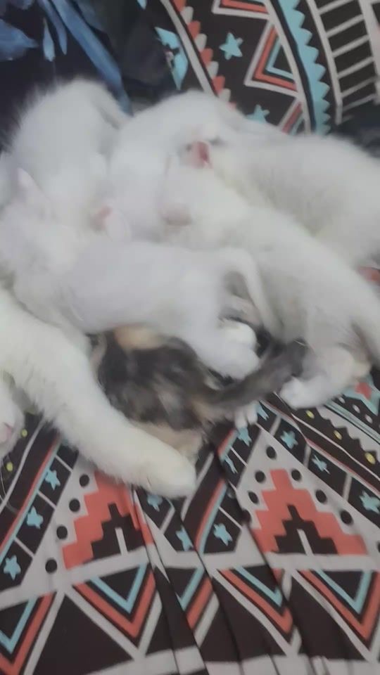 TikTok video thumbnail by sidra.imran975