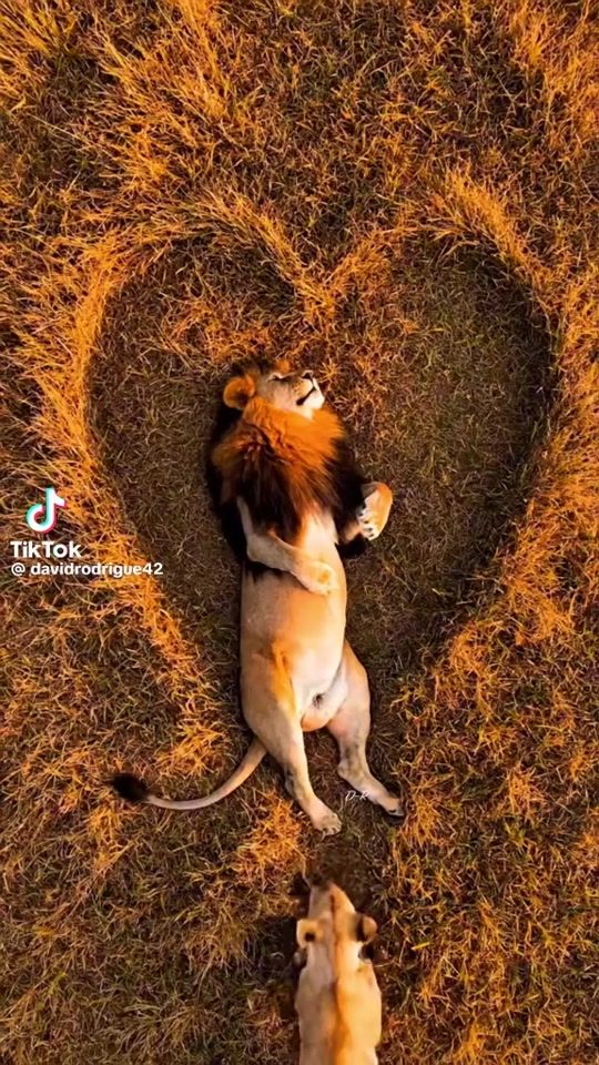 TikTok video thumbnail by tanjakostic455