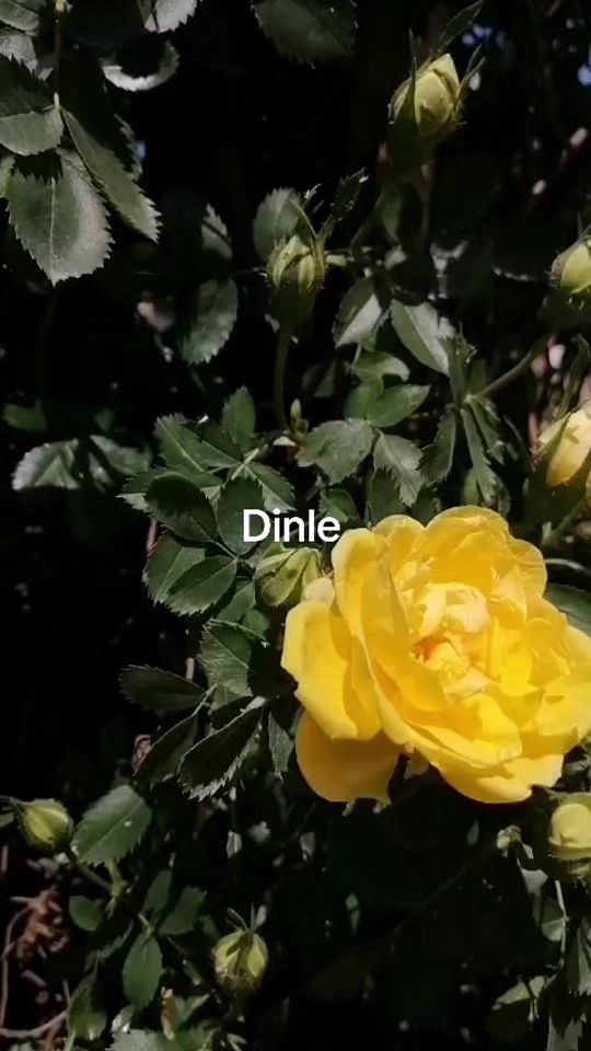 TikTok video thumbnail by o4o4a