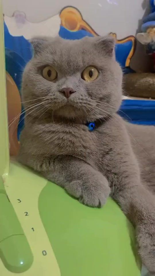 TikTok video thumbnail by pikachubetta