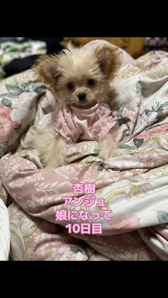 TikTok video thumbnail by keiko24548