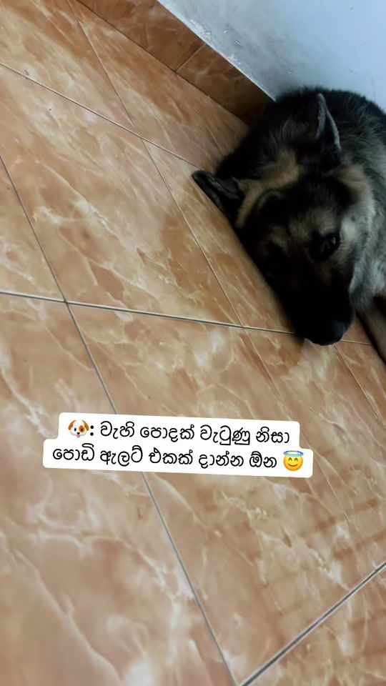 TikTok video thumbnail by shadow_gsd_pup