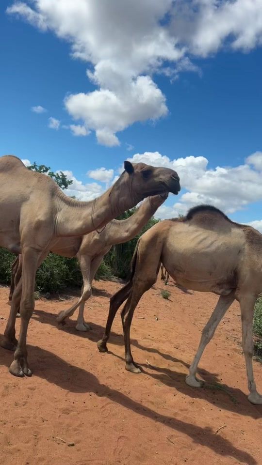 TikTok video thumbnail by abdirahman9830
