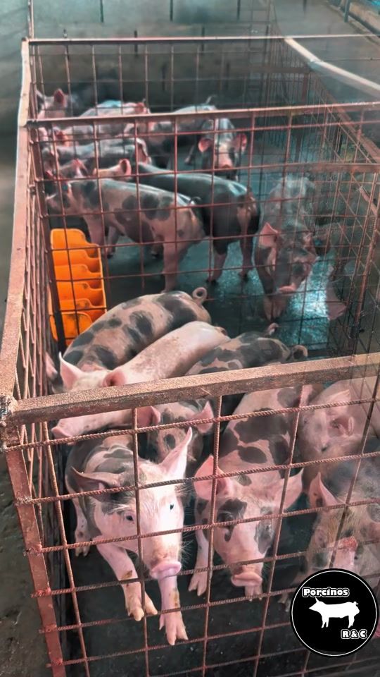 TikTok video thumbnail by ramisconde01