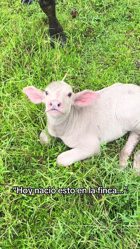TikTok video thumbnail by bufalito09