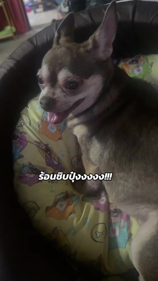 TikTok video thumbnail by maruay_chihuahua