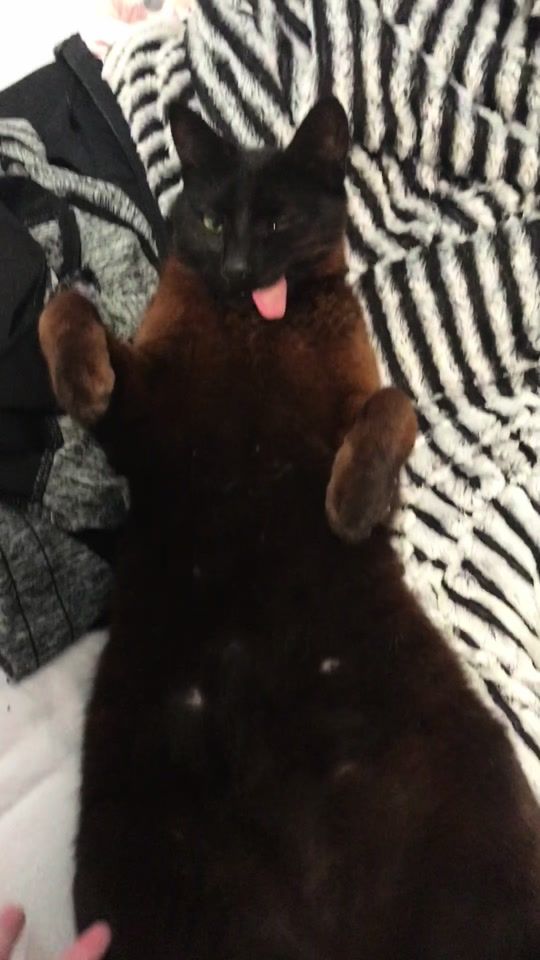 TikTok video thumbnail by zimesthecat