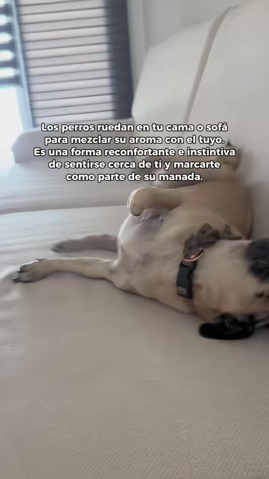TikTok video thumbnail by itspugbertha
