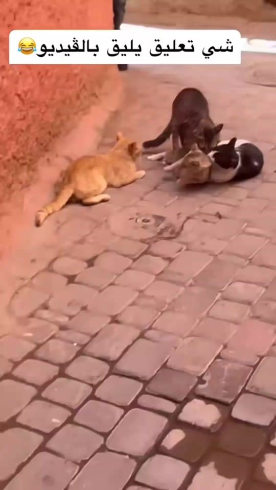 TikTok video thumbnail by totobia12