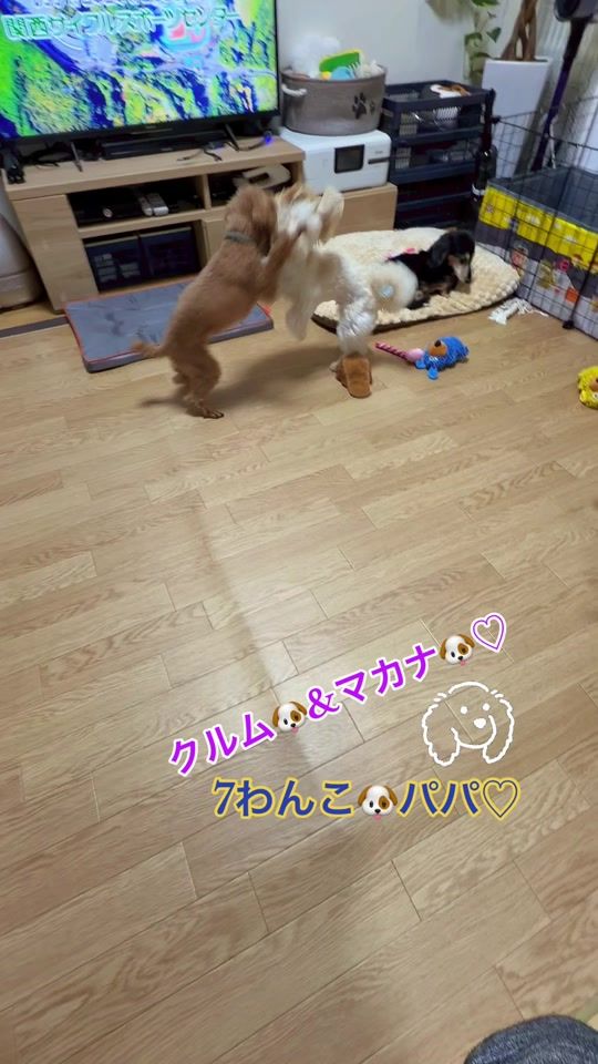 TikTok video thumbnail by masao0704