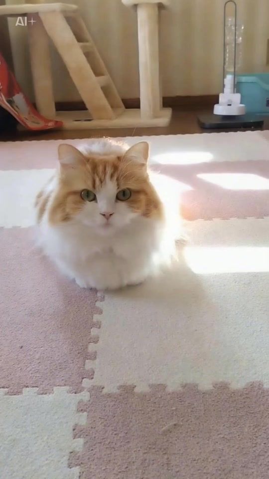 TikTok video thumbnail by moka51772