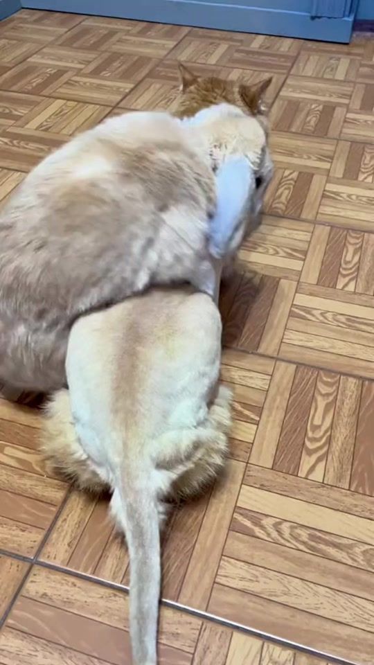 TikTok video thumbnail by petlife_e