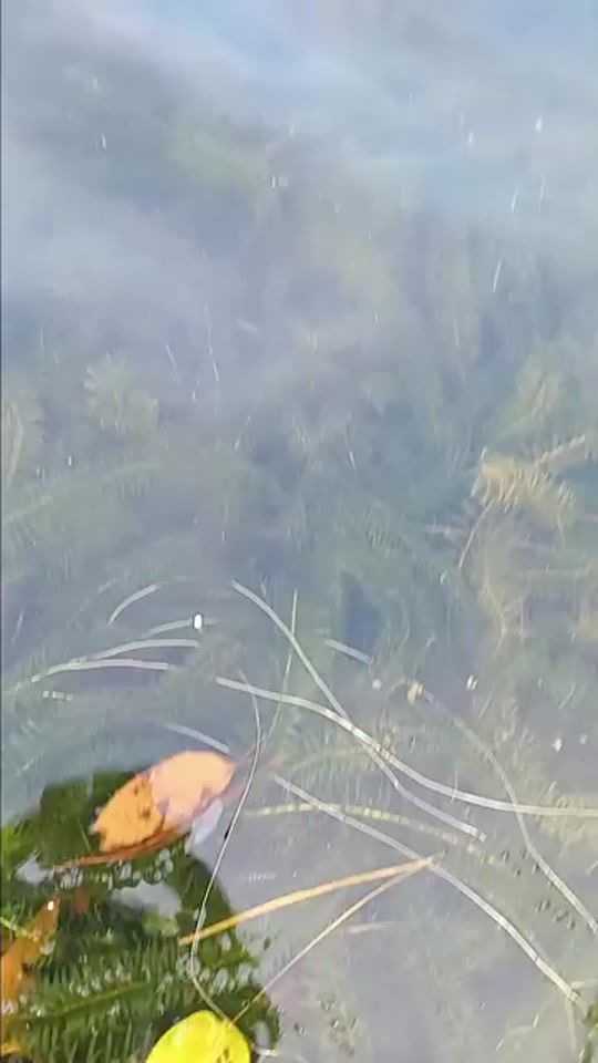 TikTok video thumbnail by remigioalexanderg