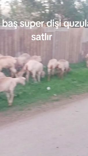 TikTok video thumbnail by cahid960