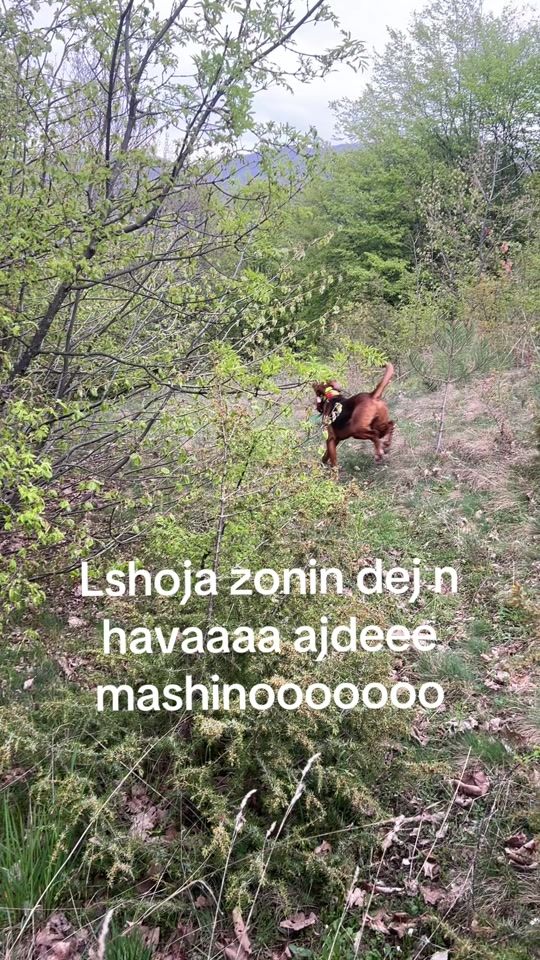 TikTok video thumbnail by eldardelili580