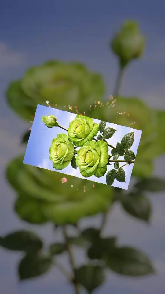 TikTok video thumbnail by user6159366029409