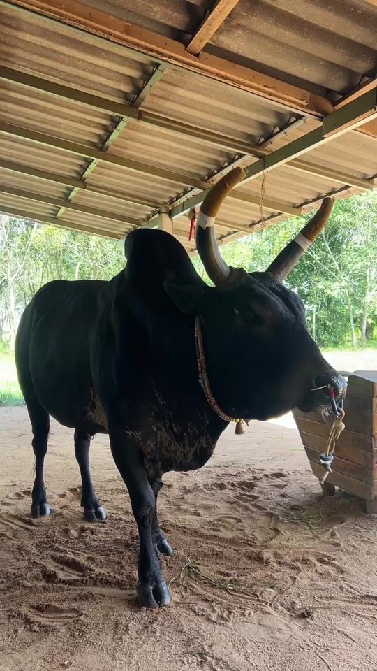 TikTok video thumbnail by dlw_xitho