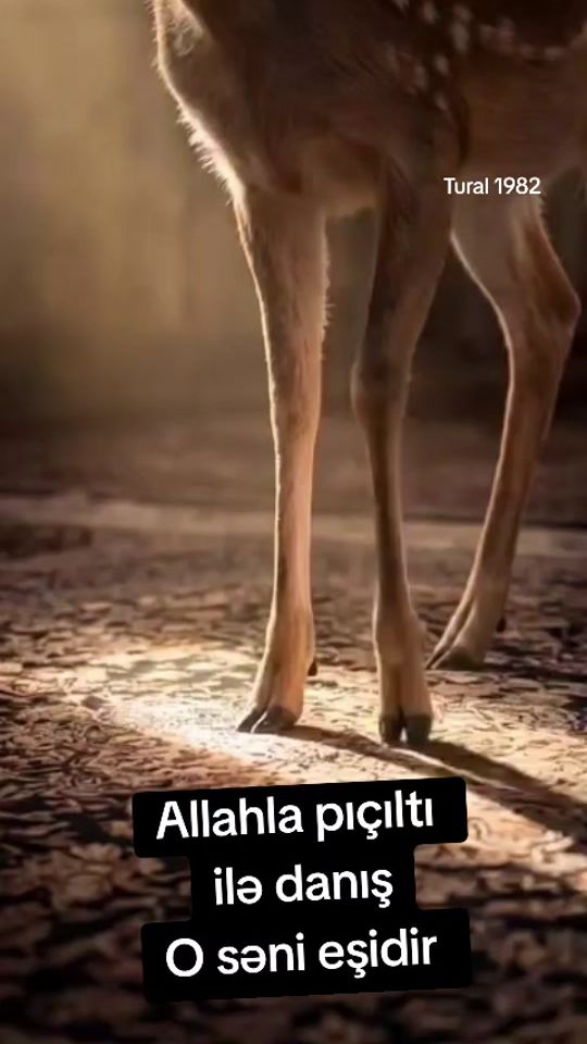 TikTok video thumbnail by tural.1982_