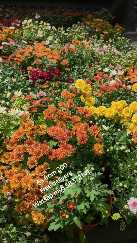 TikTok video thumbnail by miflowers29