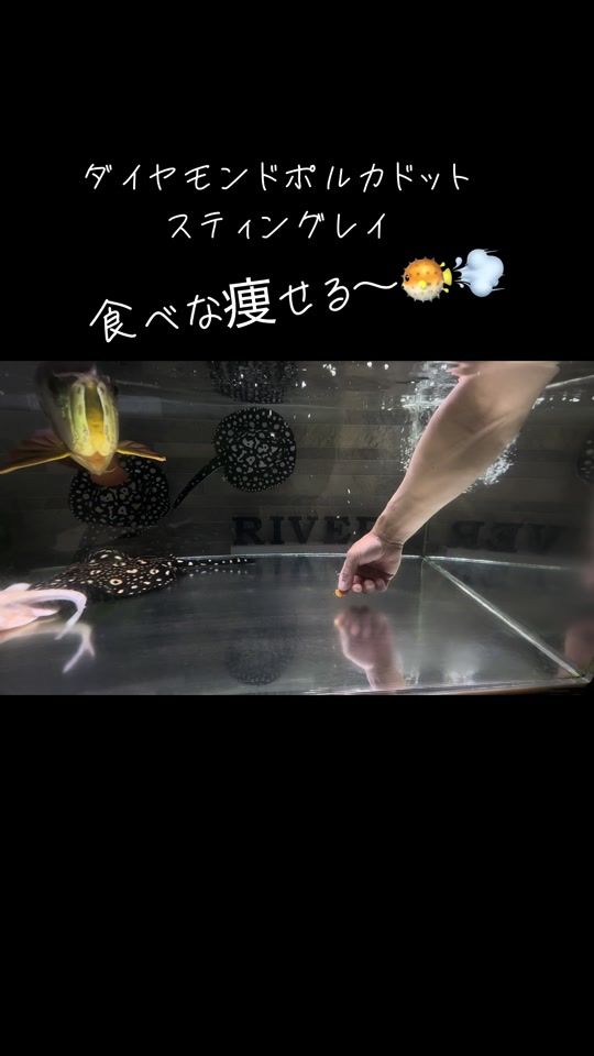 TikTok video thumbnail by nb.stingray