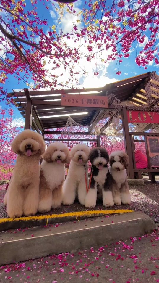 TikTok video thumbnail by i_love_5bears