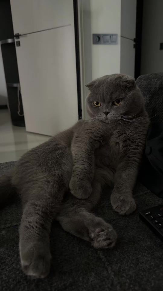 TikTok video thumbnail by dog.hachiko