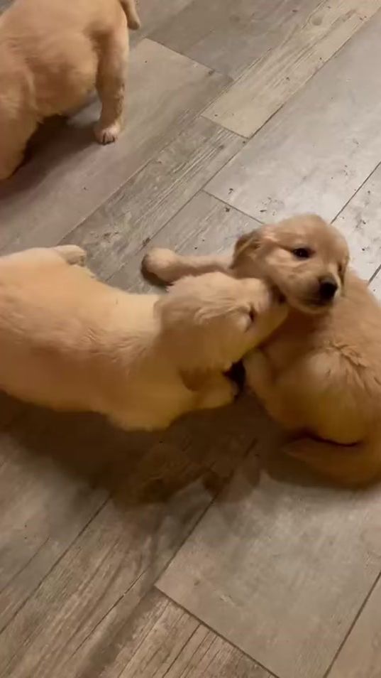 TikTok video thumbnail by golden_el