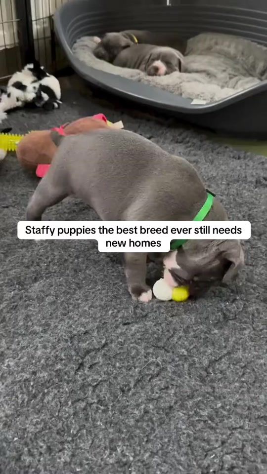 TikTok video thumbnail by staffypuppiesworl