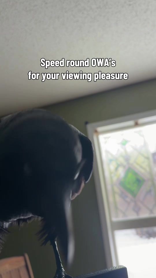 TikTok video thumbnail by kruellakraken