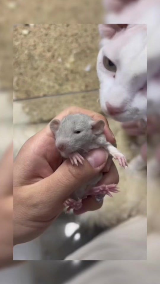 TikTok video thumbnail by amazingtv24time