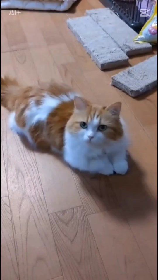 TikTok video thumbnail by moka51772