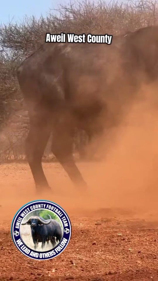TikTok video thumbnail by akot02001