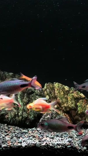 TikTok video thumbnail by ginanaquatics