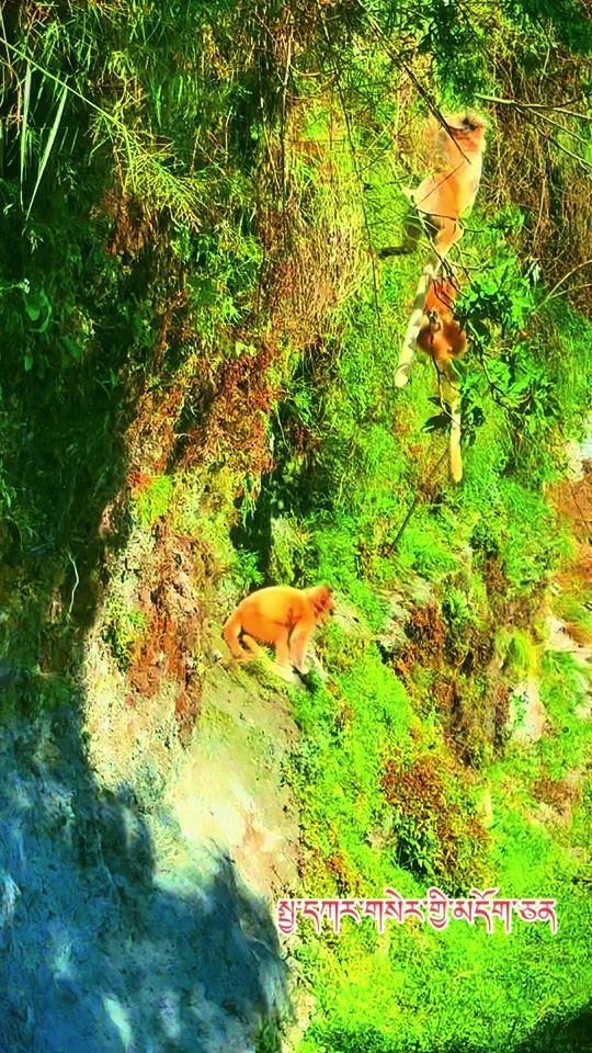 TikTok video thumbnail by tashicnuck