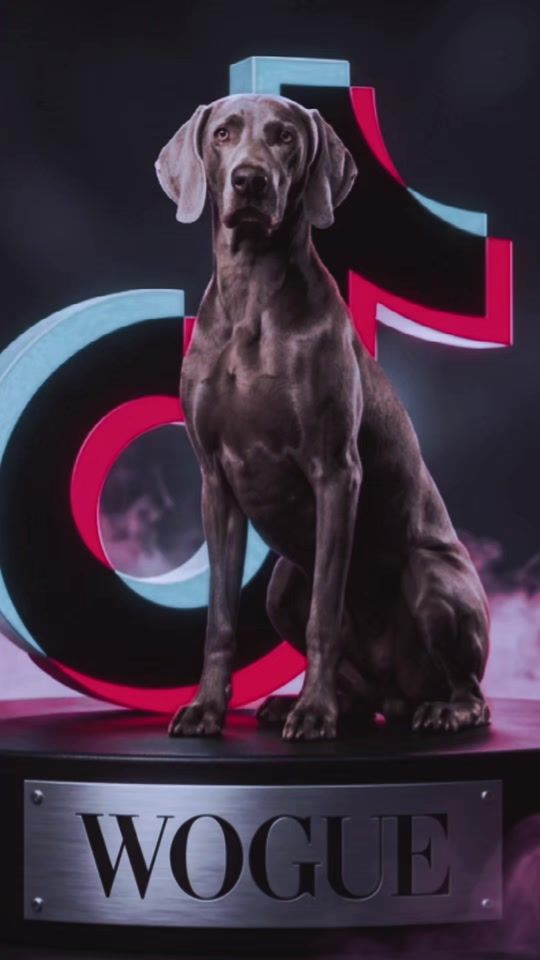 TikTok video thumbnail by woguedesigner