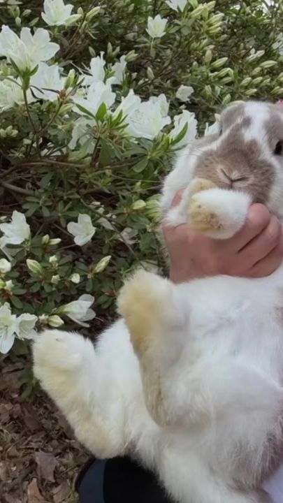 TikTok video thumbnail by himebon0401_0406