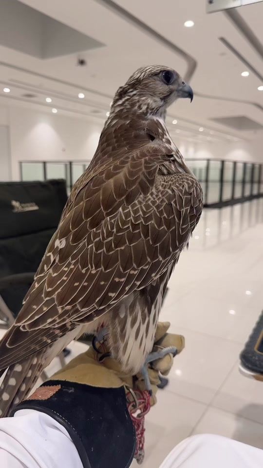 TikTok video thumbnail by u3_w